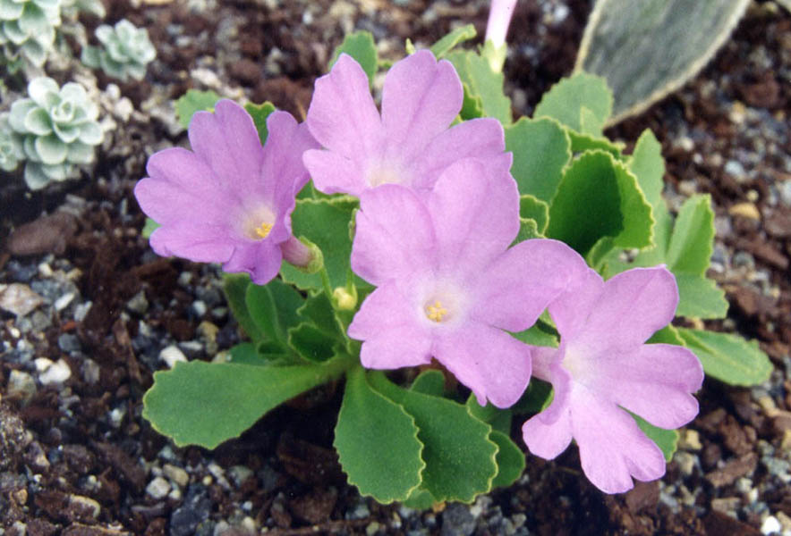 Primula x miniera `Lismore' photo